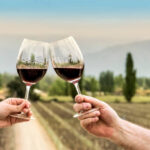 Syrah a jeho chuťový svět, jak poznat opravdu kvalitní víno